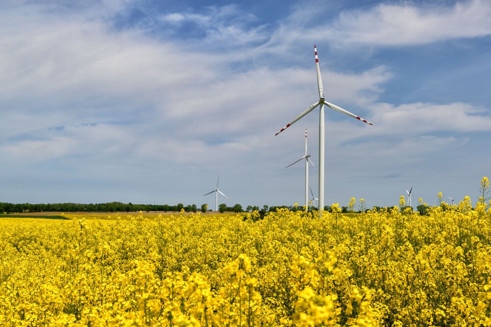 Windmolen bloemen duurzame energie.jpg